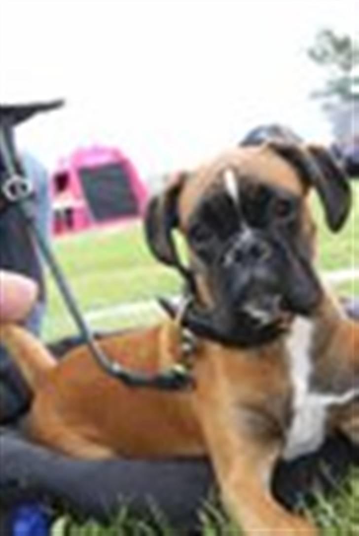 Boxer Djarko billede 10