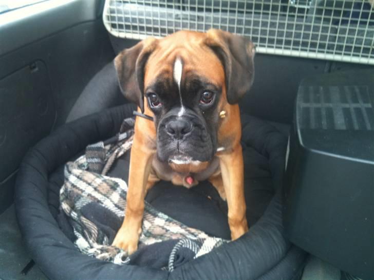 Boxer Djarko billede 11