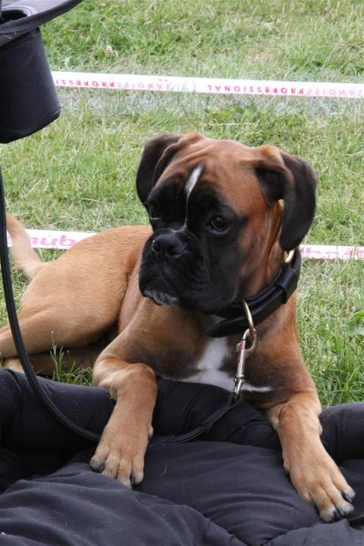 Boxer Djarko billede 12