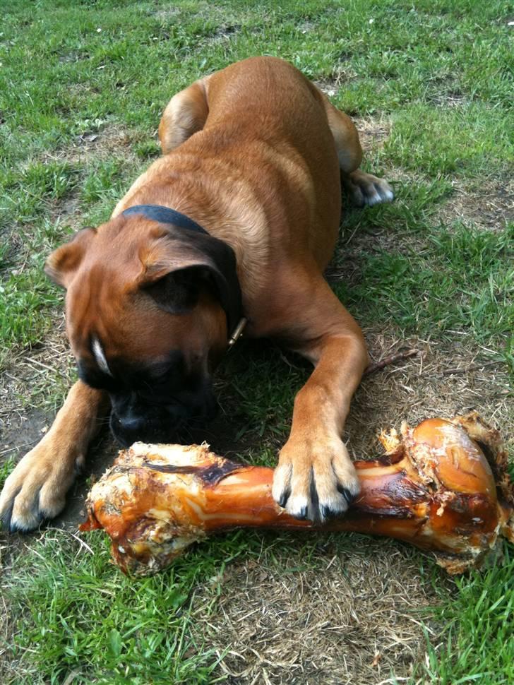 Boxer Djarko billede 13