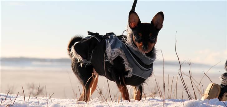 Blanding af racer Victor Zumbusch billede 10