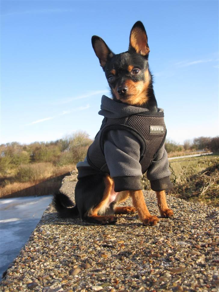 Blanding af racer Victor Zumbusch billede 11