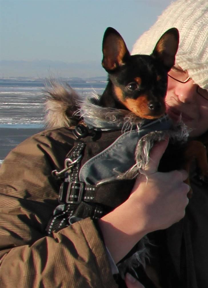 Blanding af racer Victor Zumbusch billede 12