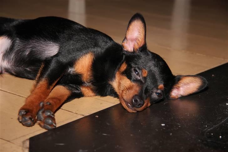 Blanding af racer Victor Zumbusch billede 13