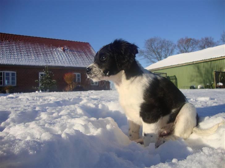 Field Trial spaniel *Freja* billede 9