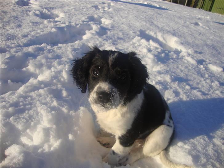 Field Trial spaniel *Freja* billede 10