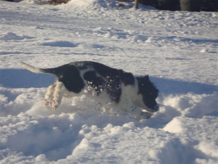 Field Trial spaniel *Freja* billede 11