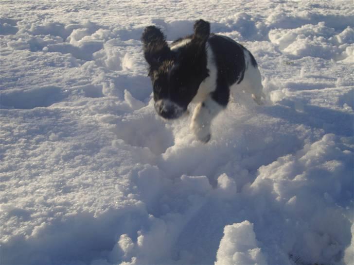Field Trial spaniel *Freja* billede 12
