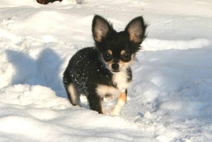 Chihuahua Nano 'Tass' Enzo (Udstationeret) - Lillemanden i sneen 2010.. billede 12