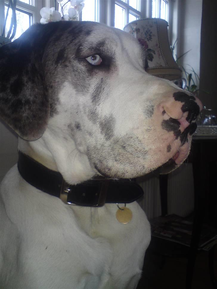 Grand danois Holger Danske - Se lige min flotte profil....hvarrrr??? billede 11