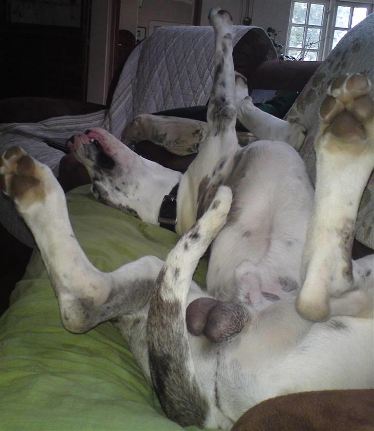 Grand danois Holger Danske - Sådan ligger man rigtig godt. billede 12