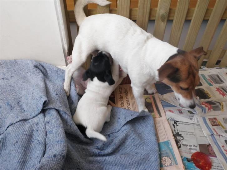 Jack russell terrier Molly - Molly´s mor Jolly og hendes søster fra et andet kuld. billede 12