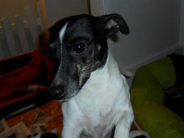 Jack russell terrier Molly billede 13