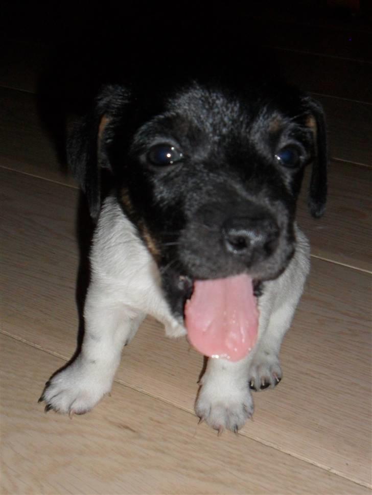 Jack russell terrier Molly - Molly´s hvalp Bailey billede 14