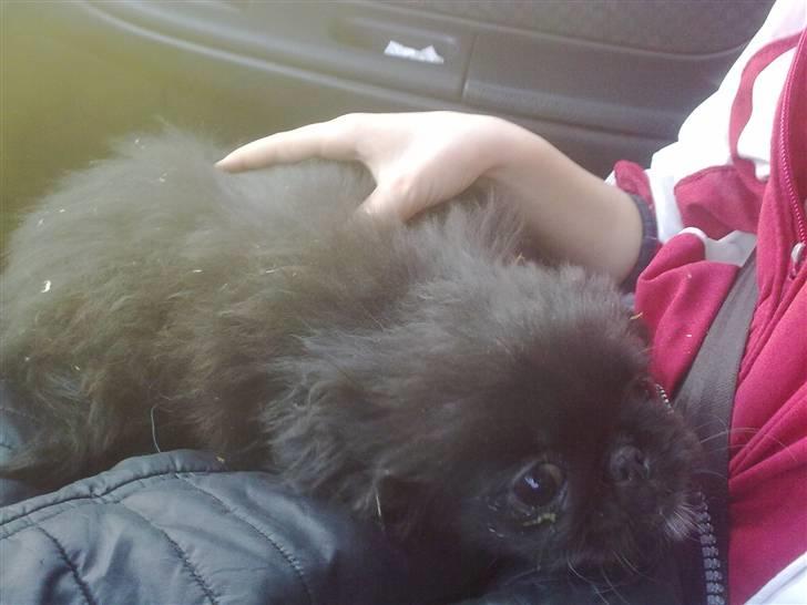 Pekingeser snubbi billede 8