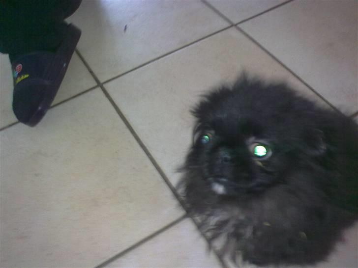Pekingeser snubbi billede 9
