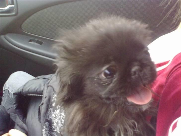 Pekingeser snubbi billede 10