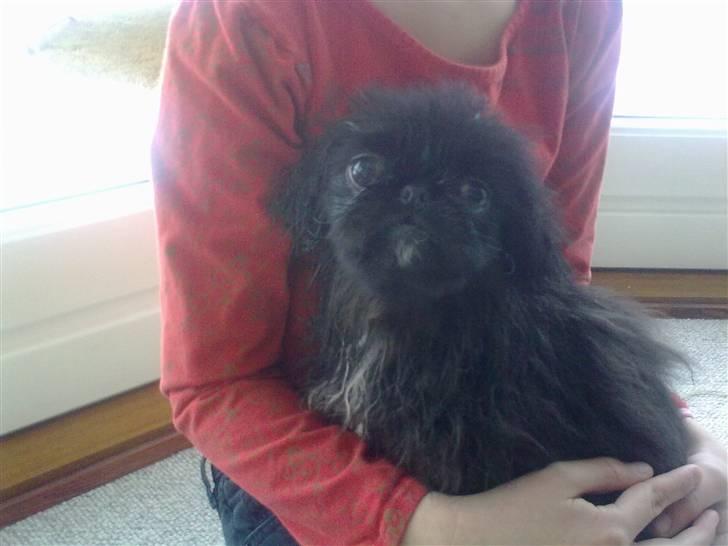 Pekingeser snubbi billede 11