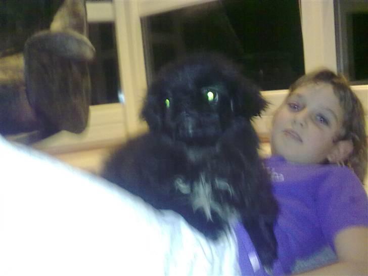 Pekingeser snubbi billede 12