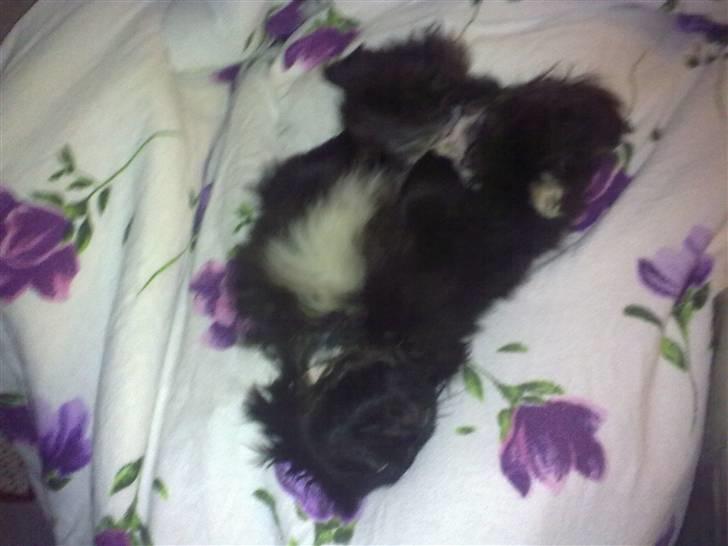 Pekingeser snubbi billede 14