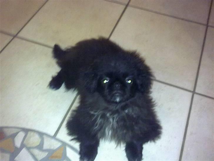 Pekingeser snubbi billede 15