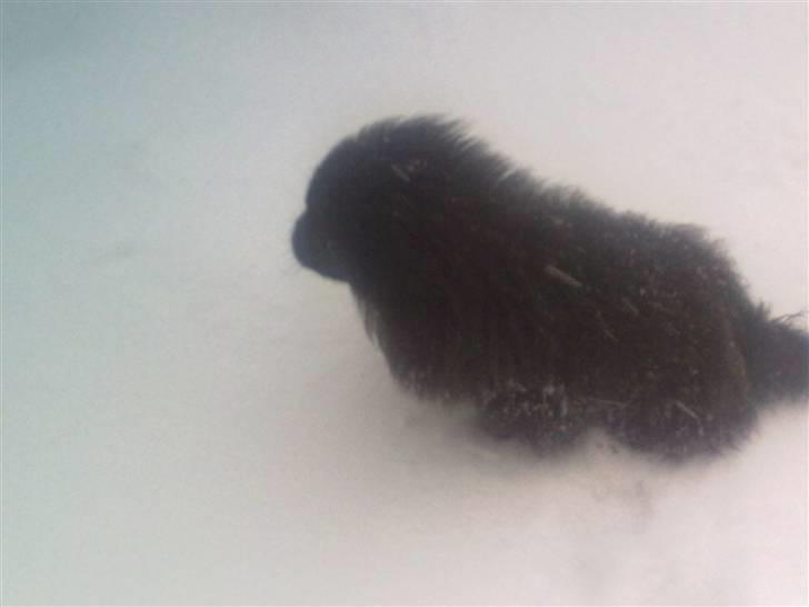 Pekingeser snubbi billede 16