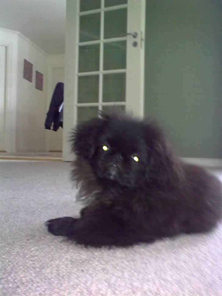 Pekingeser snubbi billede 17