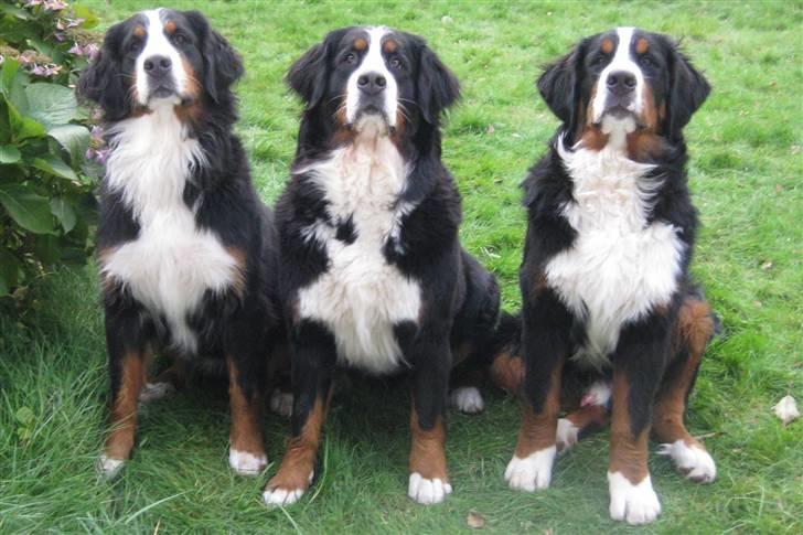 Berner sennenhund Janus - Senna, Malou og Janus billede 9
