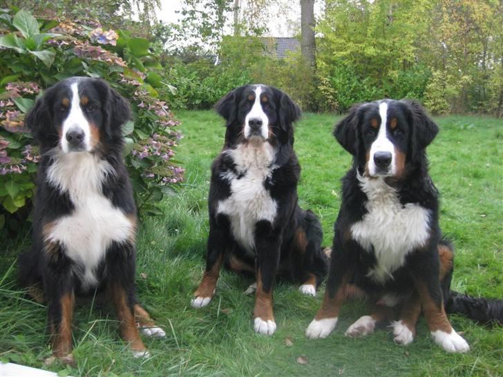 Berner sennenhund Senna billede 15