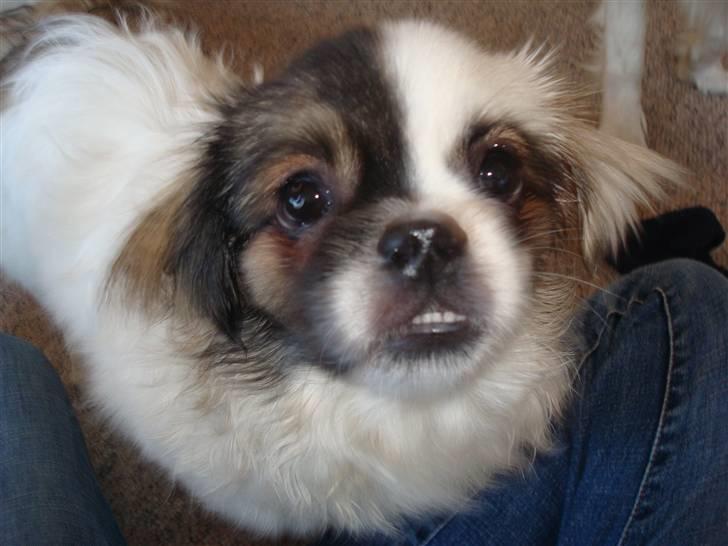 Tibetansk spaniel Cosmo billede 11