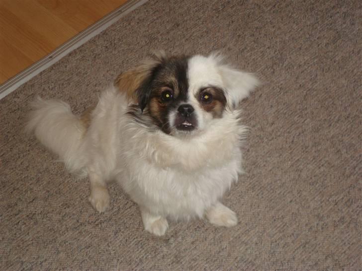 Tibetansk spaniel Cosmo billede 12