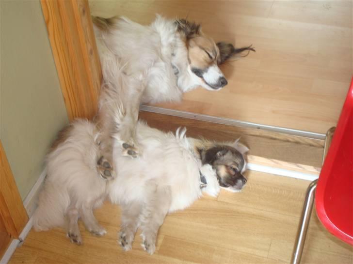 Tibetansk spaniel Cosmo billede 13