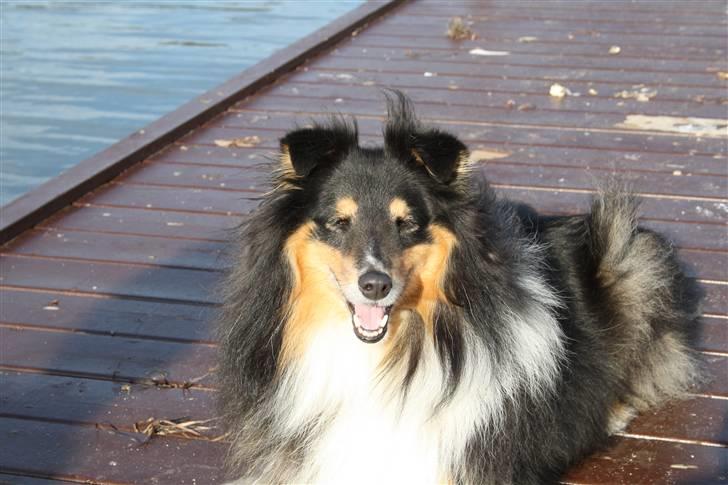 Shetland sheepdog Olliver billede 1