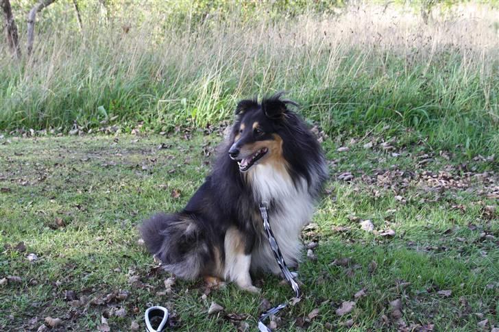 Shetland sheepdog Olliver billede 2