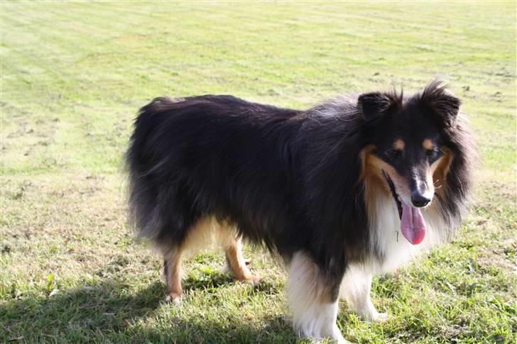 Shetland sheepdog Olliver billede 3