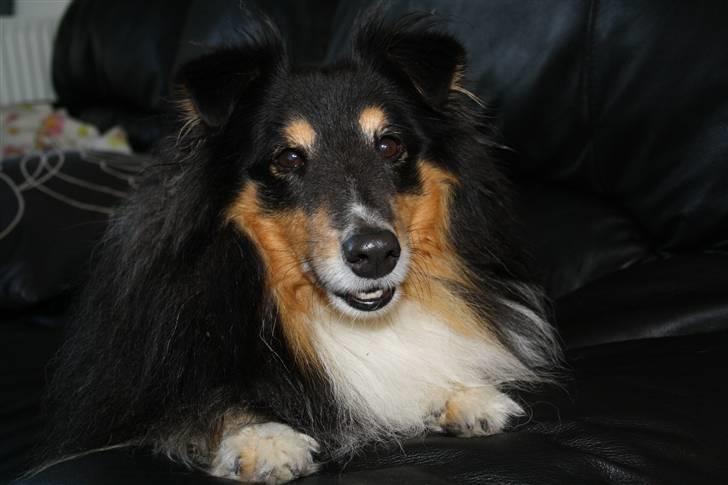 Shetland sheepdog Olliver billede 4
