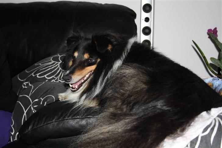 Shetland sheepdog Olliver billede 5