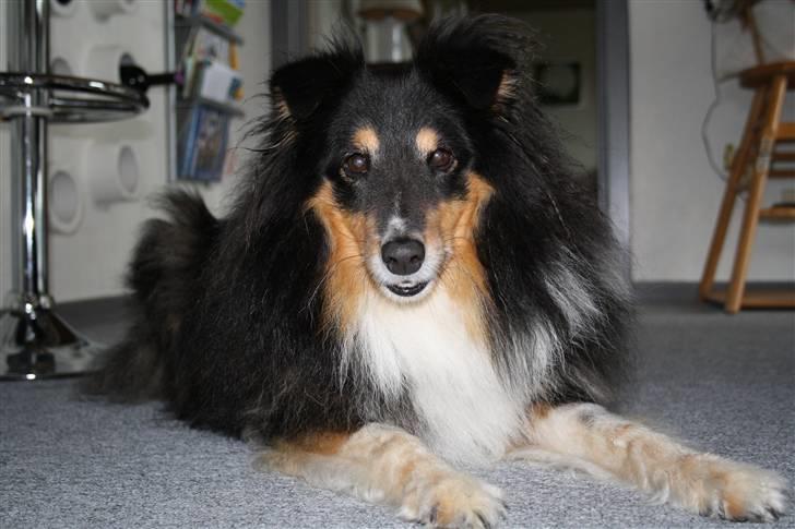 Shetland sheepdog Olliver billede 6