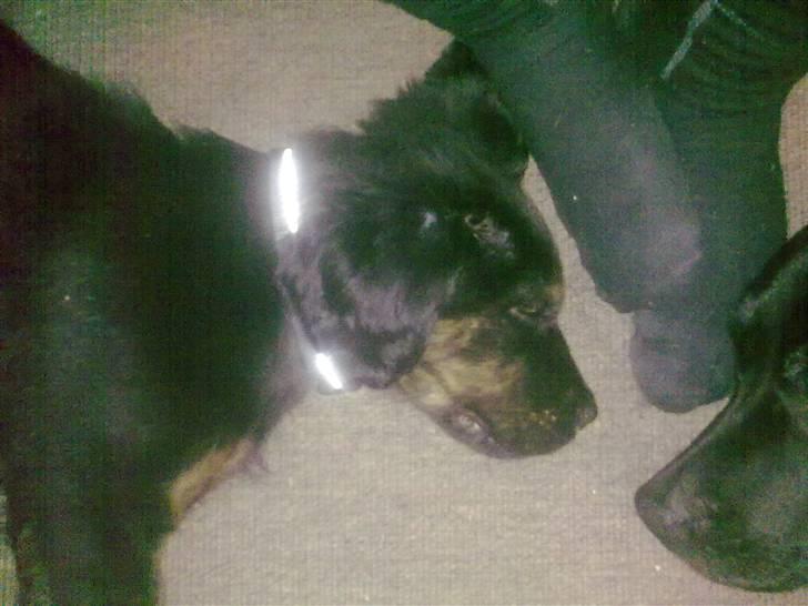 Blanding af racer Cooper - Gaab... Man bliver hurtigt træt når man er så lille. billede 1