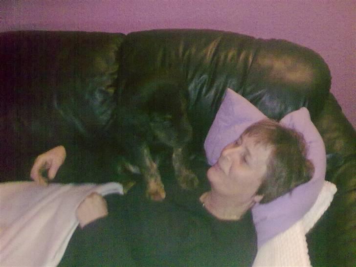 Blanding af racer Cooper - På besøg hjemme ved min Bedste. Og hun ELSKER mig. billede 2