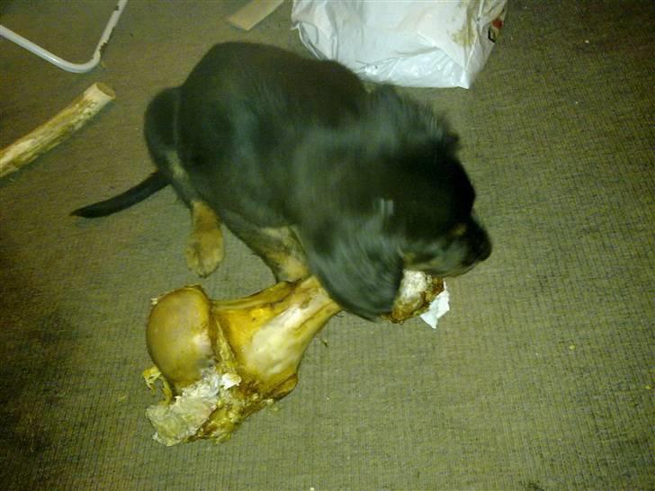 Blanding af racer Cooper - Jeg har fået lov til at smage store bror Bjørn´s kødben. Nam nam :D billede 3