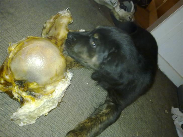 Blanding af racer Cooper - Det smager bare så godt. billede 4