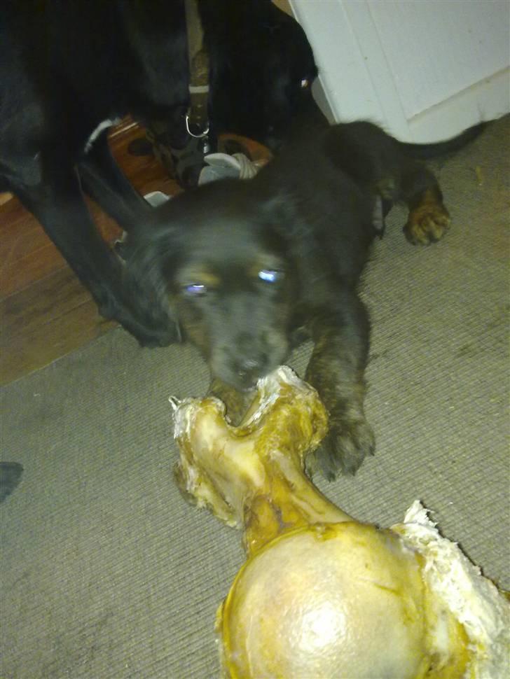 Blanding af racer Cooper - Nu er det mit, og du for det ikke tilbage. billede 5