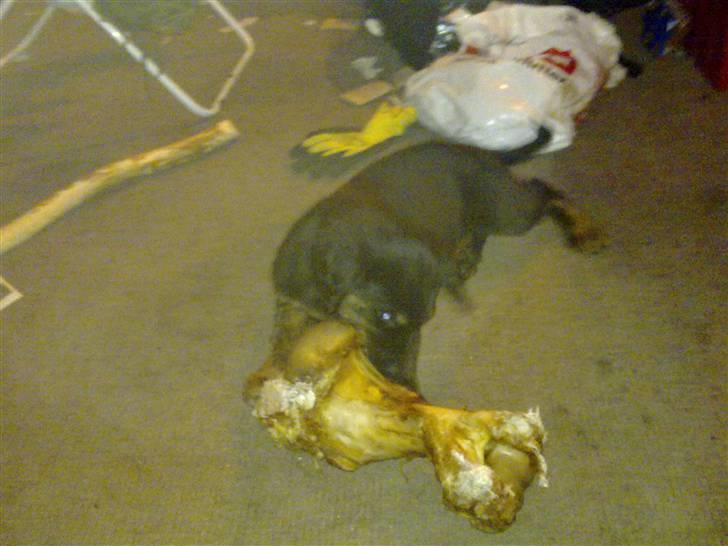 Blanding af racer Cooper - Mmmmm....... billede 6