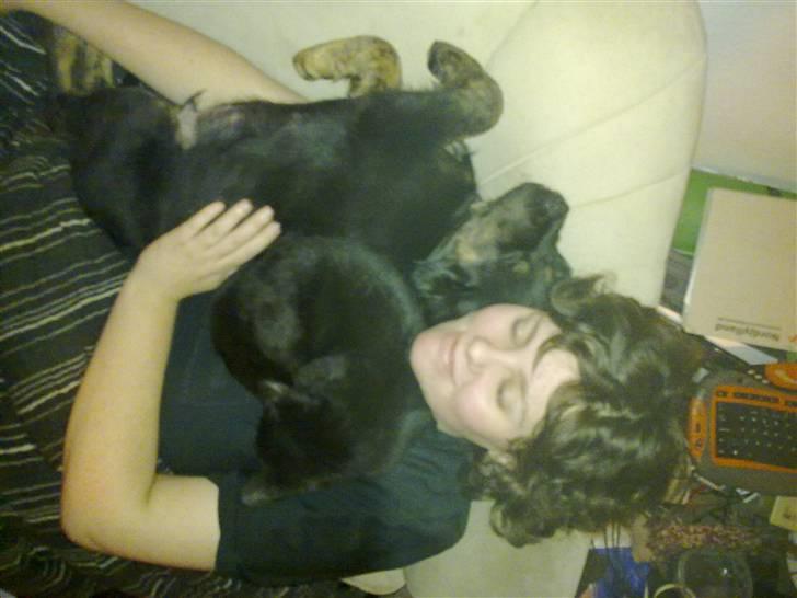 Blanding af racer Cooper - Jeg putter sammen med mor, og en af kattende. Mon katten har set jeg også ligger her? billede 7