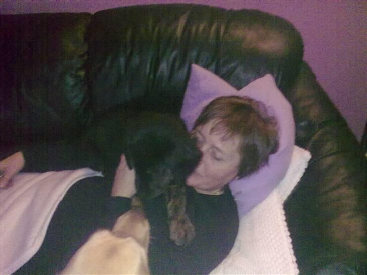 Blanding af racer Cooper - Elsker Bedste billede 8