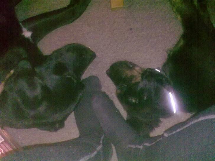 Blanding af racer Cooper - Mor har sure tær billede 10