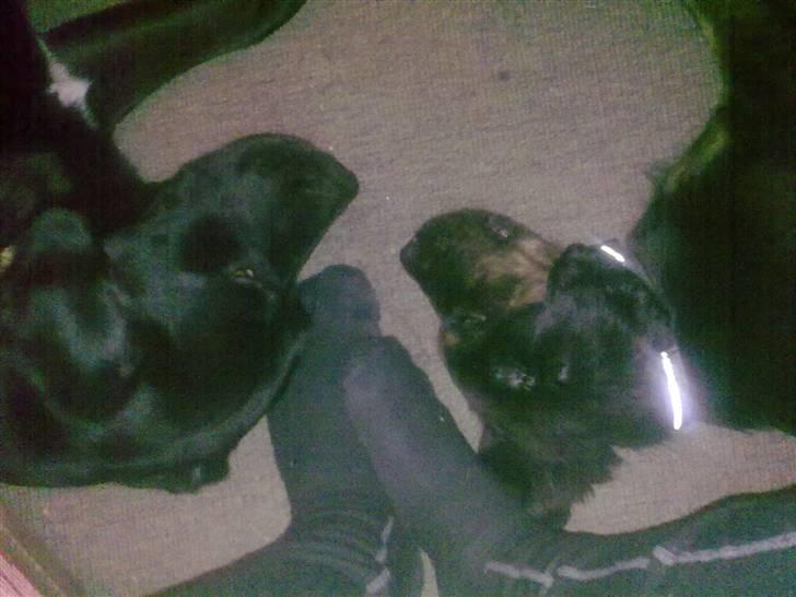 Blanding af racer Cooper - Mor har sure tær billede 11