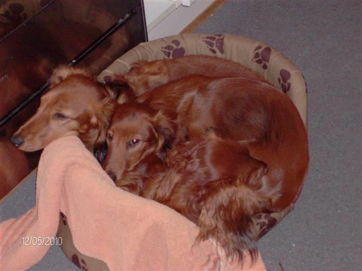 Gravhund Hylleholts Jannie - Luna - Jeg bliver større - og pladsen i kurven mindre og mindre billede 14