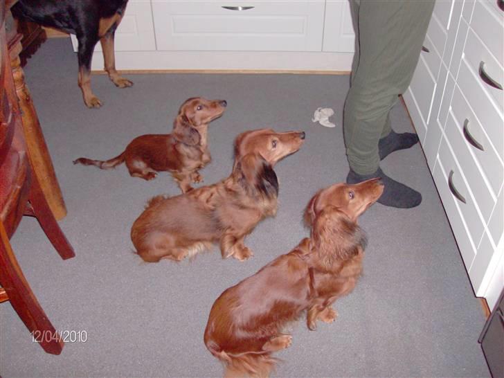 Gravhund Hylleholts Jannie - Luna - Far laver mad billede 15